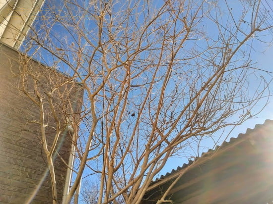 木漏れ日を浴びながらウッドデッキで日向ぼっこ・・かな。落葉樹の冬の枝は、また味わい深いものです。