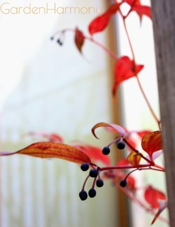  晩秋、赤く色づいた葉を透過する柔らかな光が、静かな和室前に馴染み印象的です。