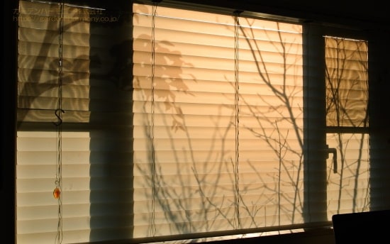 夕日の時間、ダイニングの窓辺に映る落葉樹の枝です。静かで穏やかな時間です。