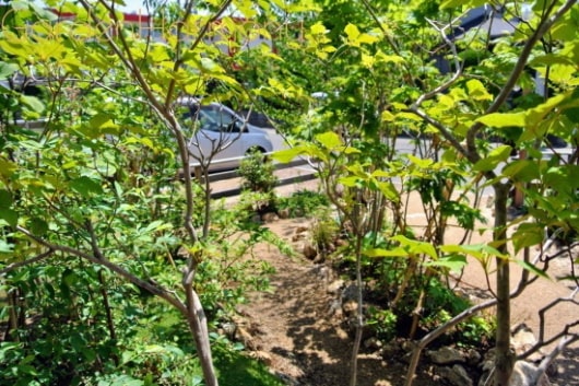 雑木の庭で散歩気分 四季を味わう清々しい庭（埼玉県幸手市）写真2・ウッドデッキから眺める初夏のまぶしい雑木の緑