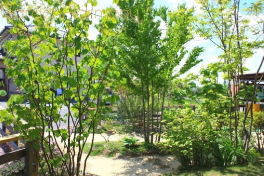 雑木の庭で散歩気分 四季を味わう清々しい庭（埼玉県幸手市）写真8・ウッドデッキから眺める初夏の雑木の庭はとても爽やかです。