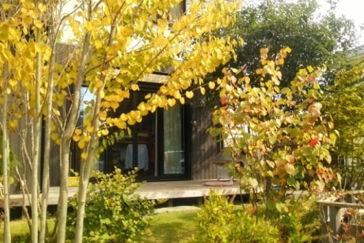 雑木の庭で散歩気分 四季を味わう清々しい庭（埼玉県幸手市）写真10・色づいた晩秋の落葉樹の奥に見えるウッドデッキ
