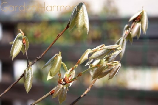 雑木の庭で散歩気分 四季を味わう清々しい庭（埼玉県幸手市）写真16・早春の銀色に輝く芽吹き