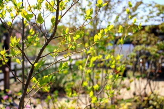 雑木の庭で散歩気分 四季を味わう清々しい庭（埼玉県幸手市）写真17・ウッドデッキから眺める早春の庭・目の覚める若葉・雑木の庭の魅力がいっぱいです。