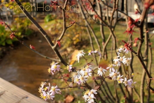 雑木の庭で散歩気分 四季を味わう清々しい庭（埼玉県幸手市）写真23・初冬の庭は落葉樹の葉が散り明るくなります。