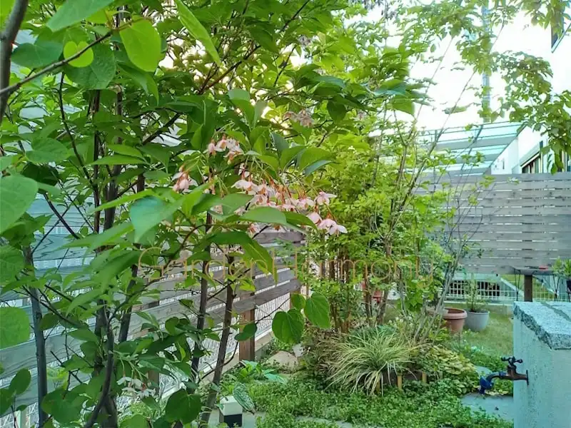 窓辺で季節の緑を楽しむ 小さな雑木の庭（埼玉県三郷市）写真1・雑木に楚々とした花が咲いている・夕日が射し込んだ庭を東から撮った写真