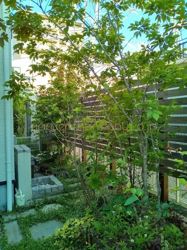 窓辺で季節の緑を楽しむ 小さな雑木の庭（埼玉県三郷市）写真2・庭を上から包むように雑木の枝が伸びる様子・夕日が射し込んだ庭を西から撮った写真