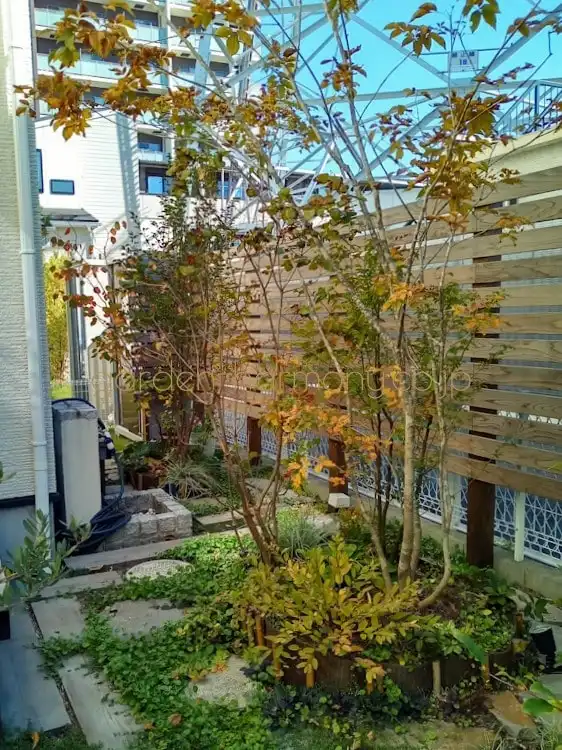 窓辺で季節の緑を楽しむ 小さな雑木の庭（埼玉県三郷市）写真3・庭を上から包むように伸びる雑木の葉が、晩秋の色づきを見せている写真