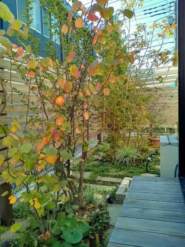 窓辺で季節の緑を楽しむ 小さな雑木の庭（埼玉県三郷市）写真5・晩秋に東から撮った写真・雑木の葉がオレンジ色や黄色に色づいている季節感ある写真
