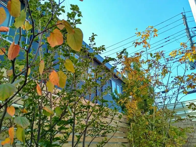 窓辺で季節の緑を楽しむ 小さな雑木の庭（埼玉県三郷市）写真6・晩秋にウッドデッキに座って見上げて撮った写真・色づいた雑木の葉と背景の澄んだ空が美しい