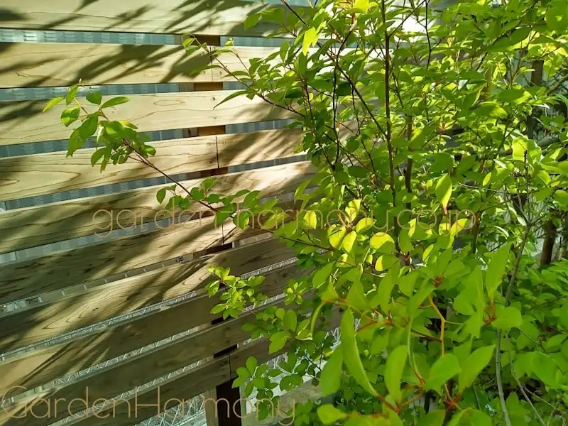 窓辺で季節の緑を楽しむ 小さな雑木の庭（埼玉県三郷市）写真10・夕日の光が透過した雑木の葉が美しい